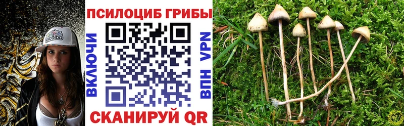Псилоцибиновые грибы Psilocybe  Анжеро-Судженск 